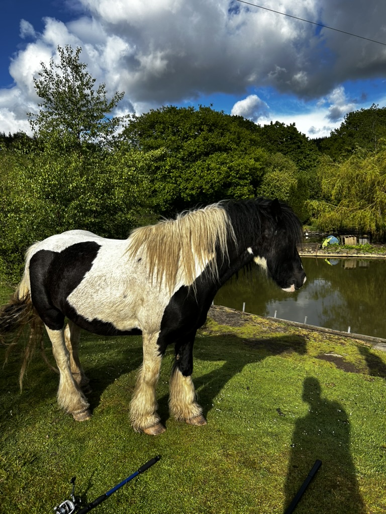 The farm and surroundings at Dee's